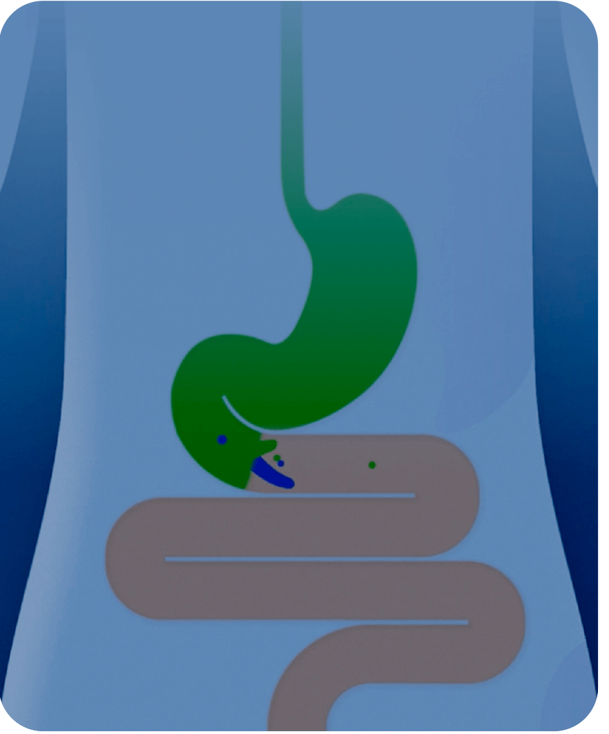 Imagem ilustrativa do sistema digestivo humano, destacando o funcionamento do intestino e o papel dos probióticos no equilíbrio intestinal.